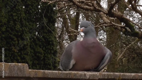 Common Wood Pigeon (Columba palumbus) Sitting Down on a Wall in a Park