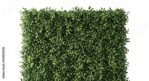 A lush green hedge wall provides a natural and textured background isolated on transparent background