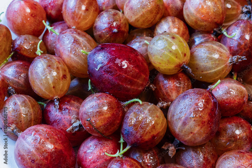Fototapeta premium Fresh Ripe Gooseberries on the Bush in Summer