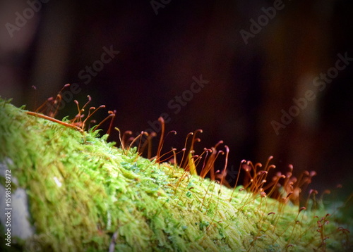 Maine Forest Moss