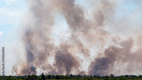 Big fire fast moving by dry straw field. Stubble burning with smoke and flames. Ecology disaster in nature. Photo after harvest crop plants.
