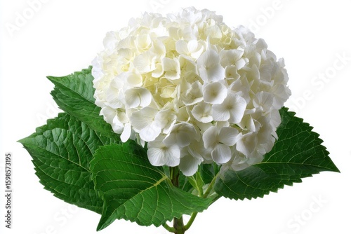A delicate white hydrangea flower with lush green leaves isolated on white background