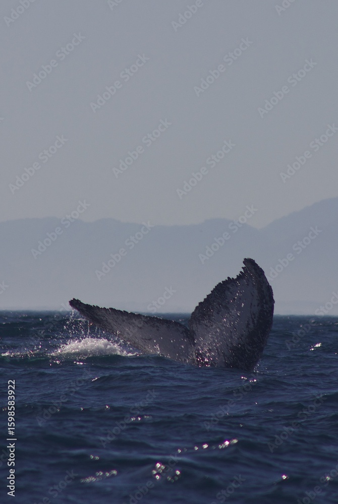 Fototapeta premium humpback whale tail 