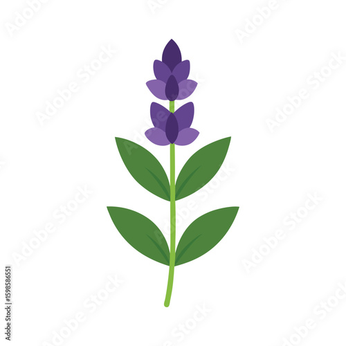 Salvia tall flowering plant with textured petals for wildflower themes Vector illustration on white background.