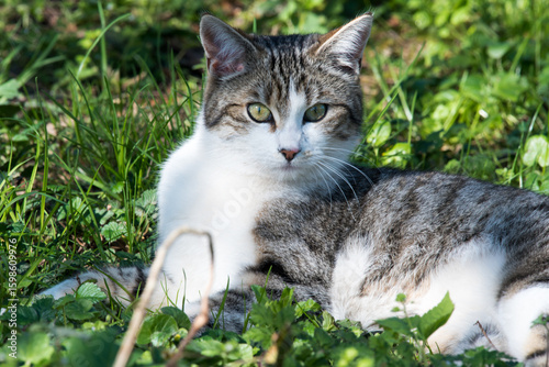 European shorthair cat. Close-up portrait in nature.