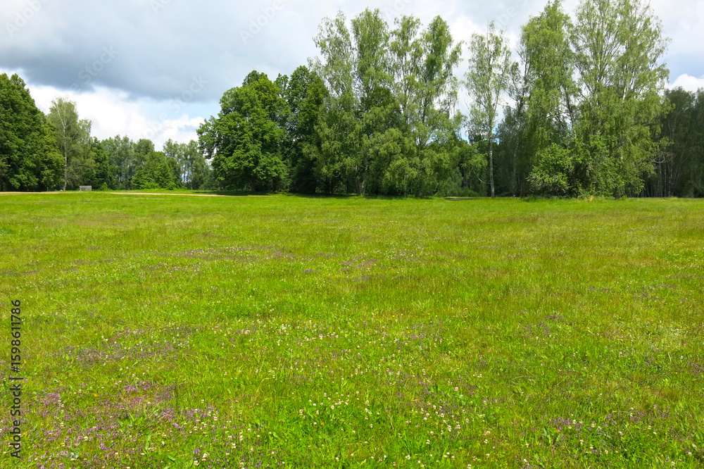 Obraz premium summer field in sunny weather with trees in the distance
