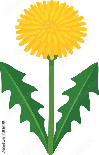 Flat vector dandelion in full bloom with yellow fluff ball, stylized flat style, vector-friendly, isolated on white