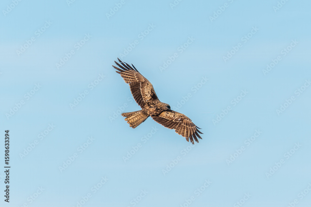 Obraz premium The bird of prey Black Kite flying in blue Sky
