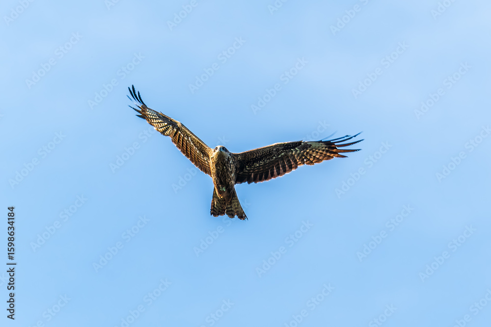 Obraz premium The bird of prey Black Kite flying in blue Sky