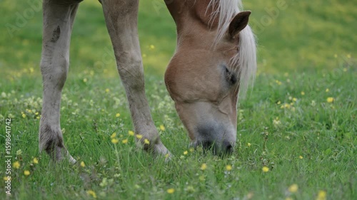 Haflinger Pferd in Südtirol Italien auf einer blumigen Weide Var. 2