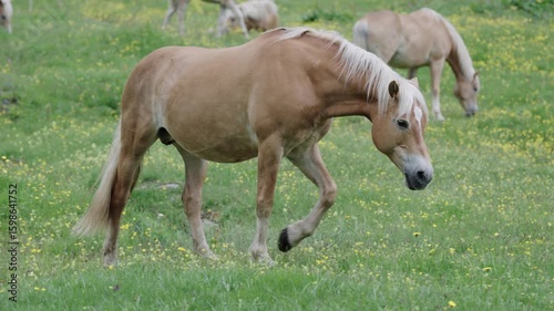 Haflinger Pferde als Herde in Südtirol Italien auf einer blumigen Weide Var. 1