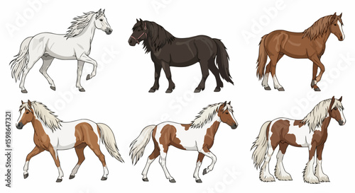Diverse horse breeds present equine variety, showing different sizes, colors, and distinctive traits. Horse breeds reveal unique forms, coat patterns, and body structures.