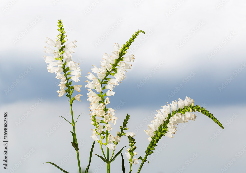 Fototapeta premium many beautiful physostegia flowers against the blue sky