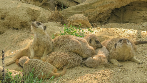Foto close up on a mob of meerkats or suricates sleeping together