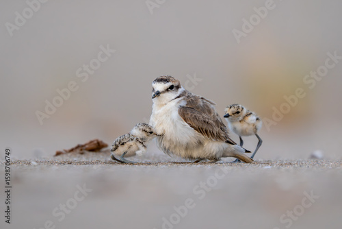 Kentish Plover, Charadrius alexandrinus, Mediterranean beach, Spain