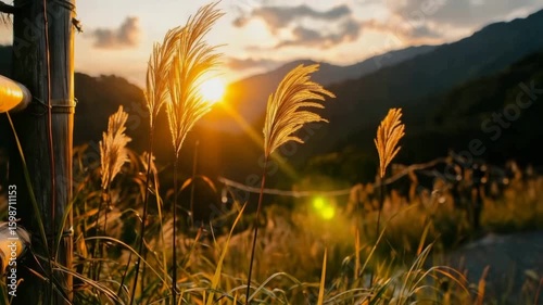 Golden grass field and mountain landscape bathed in warm sunset sunlight, peaceful nature scene with golden hour light over tranquil rural field