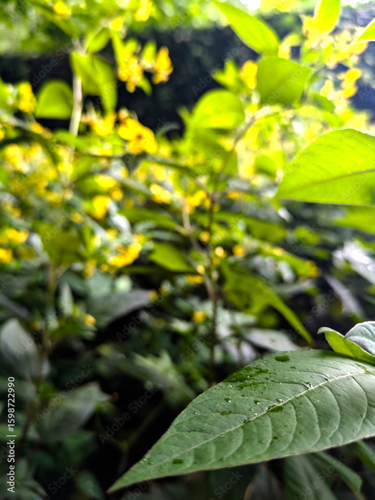 Obraz premium Dense cluster of bright yellow wildflowers blooming in a lush green forest under soft daylight, with fresh raindrops on the leaves and a rich variety of natural vegetation.