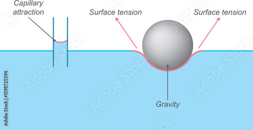 Diagrammatic representation of surface tension. Surface tension physics education information diagram.