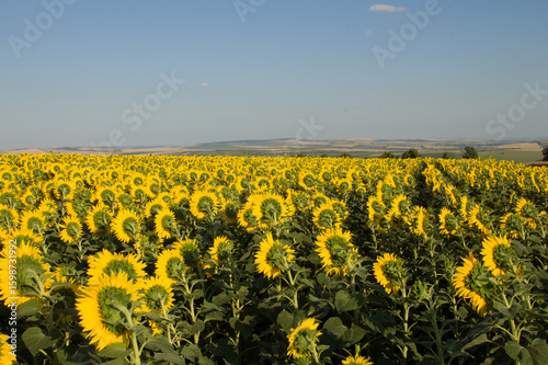 Fototapeta Naklejka Na Ścianę i Meble -  A field of sunflowers