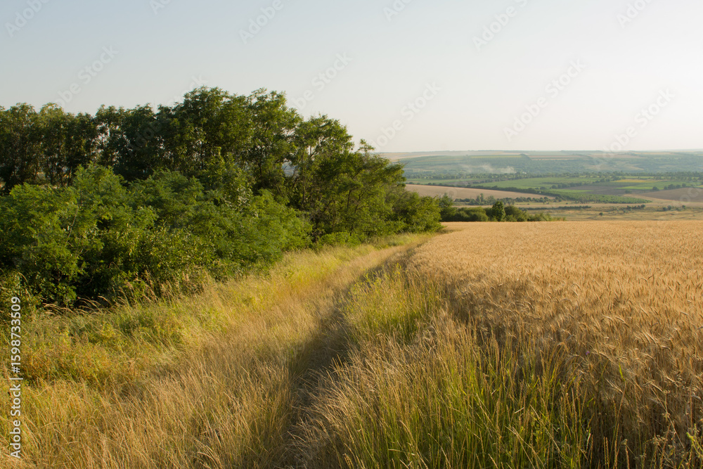 Fototapeta premium A grassy field with trees in the background