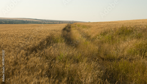 A grassy field with a large hole in it