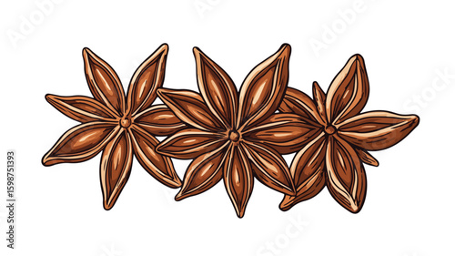 Engraved Star Anise Thighs Color Illustration