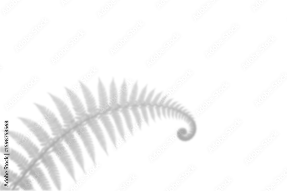 Obraz premium Curled Fern Shadow, Tropical botanical fern leaf arm spiraling up in soft light shape