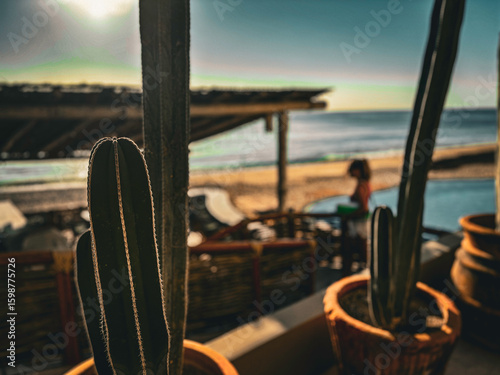 Photography Cactus plants in clay pots on a beachfront patio at sunset