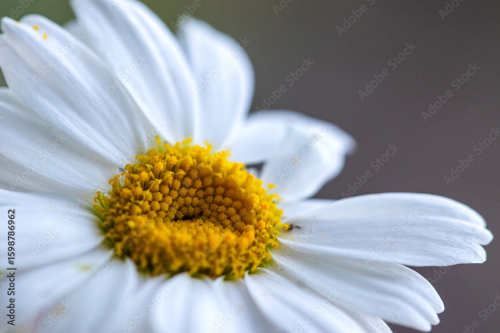 Fototapeta premium A daisy flower, macro close-up. Isolated from the background.