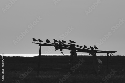 Black and white silhouettes of gulls on wooden structure, Dzharylhach Island