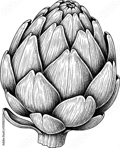 Single artichoke with layered leaves and natural texture, hand-drawn style