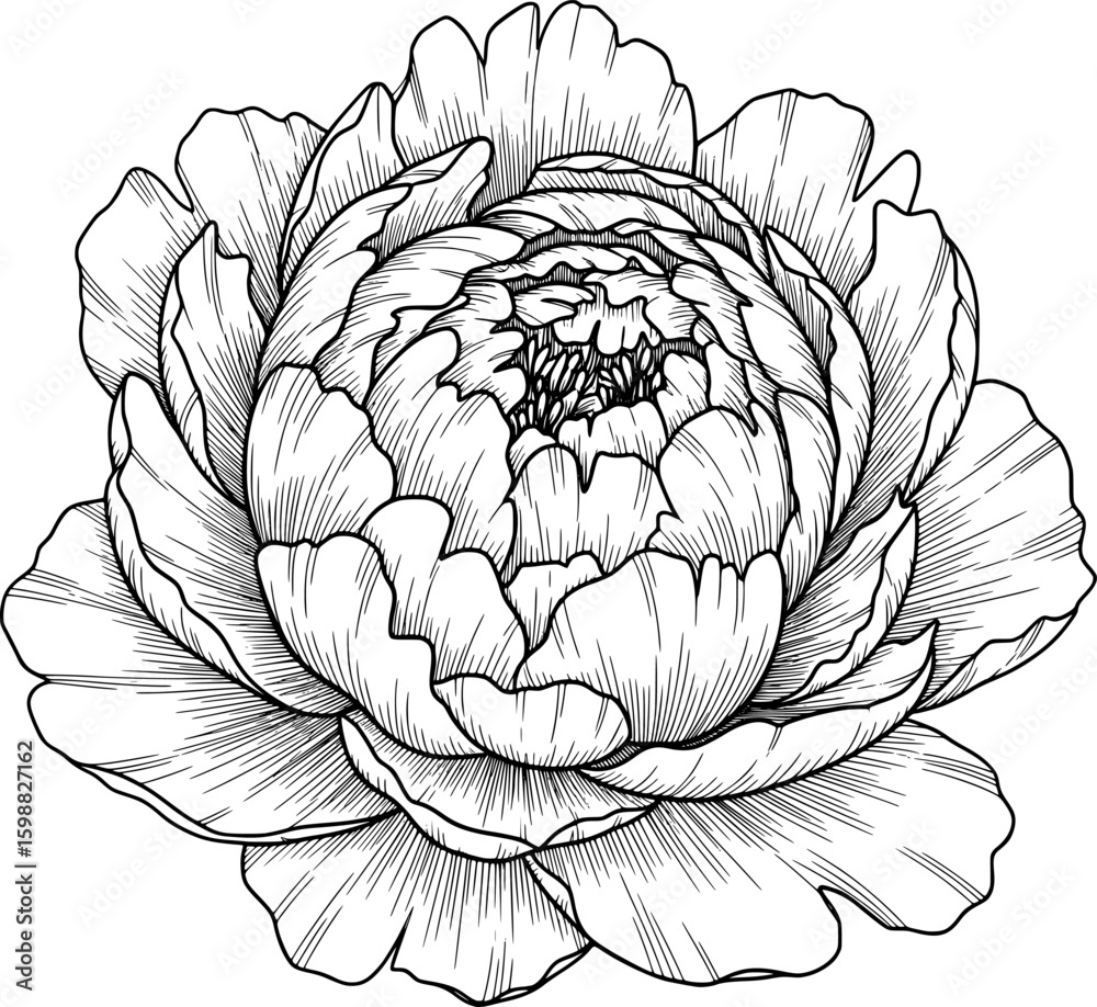 Fototapeta premium Blooming peony flower with detailed petals and thin ink lines, hand-drawn style
