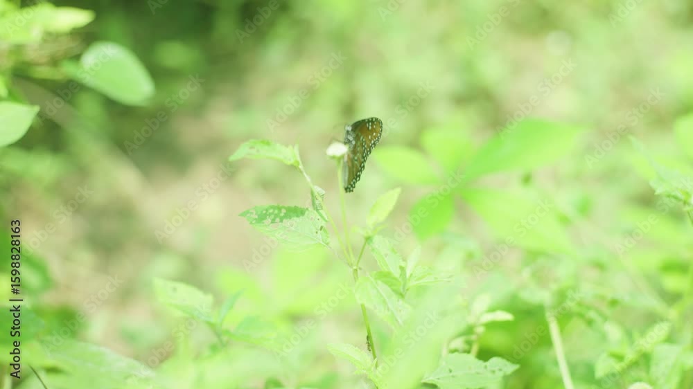 Sunlit Sips: Ultra HD Slow Motion Close-Up of Queen Butterflies Delicately Gathering Nectar from Bright white and violet Blooms. Sunlit Sips: Ultra HD Slow Motion Close-Up of Queen Butterflies Delicately Gathering Nectar from Bright white and violet Blooms.