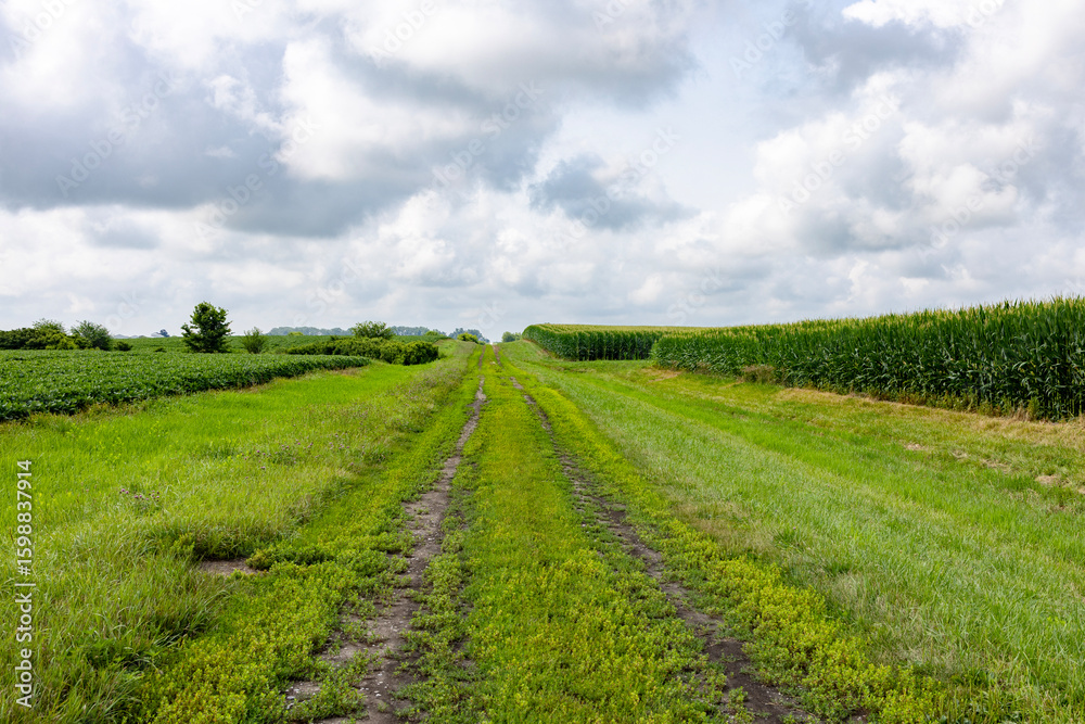 Fototapeta premium green field and blue sky with clouds