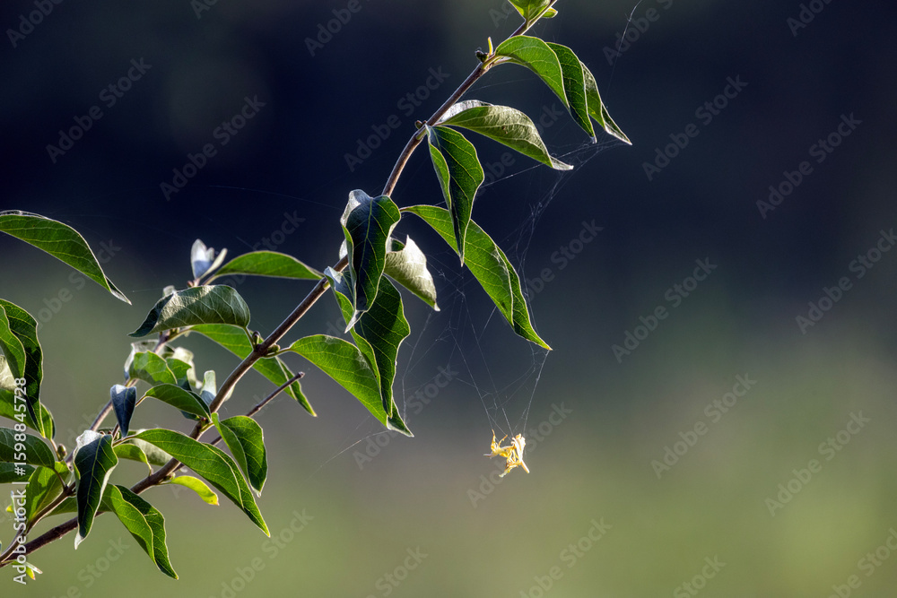 Fototapeta premium Spider web with bug