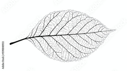 Detailed Leaf Vein Structure: Nature's Intricate Beauty Showcase