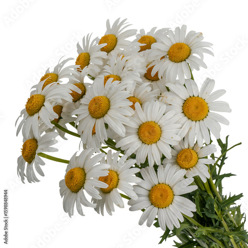 Daisies floral arrangement fresh cut flowers bouquet spring blossoms isolated on transparent background