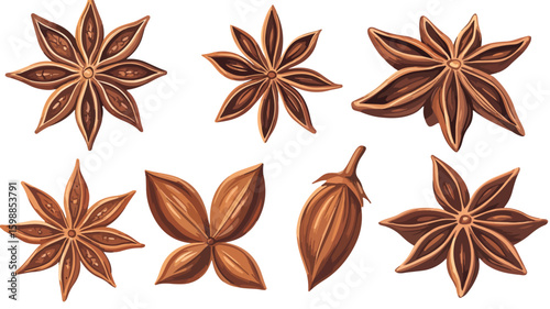 Engraved Star Anise Thighs Color Illustration