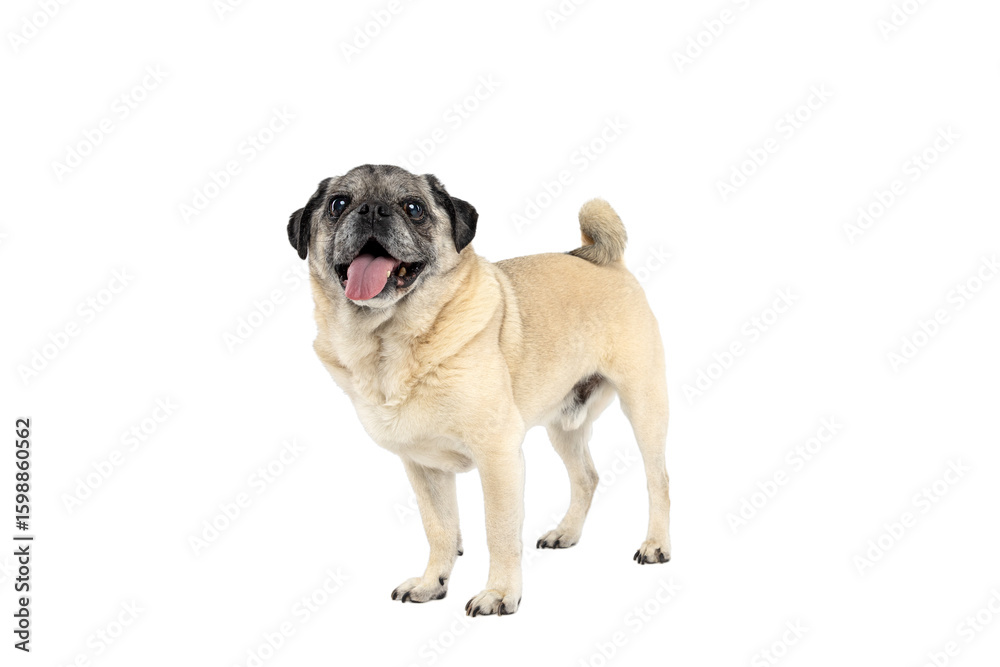 Obraz premium Happy Pug Dog Standing on White Studio Background