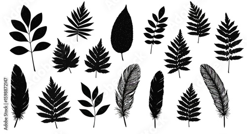 Collection of Silhouetted Botanical Elements Featuring Various Leaves and Feathers in a Vintage Style Illustration