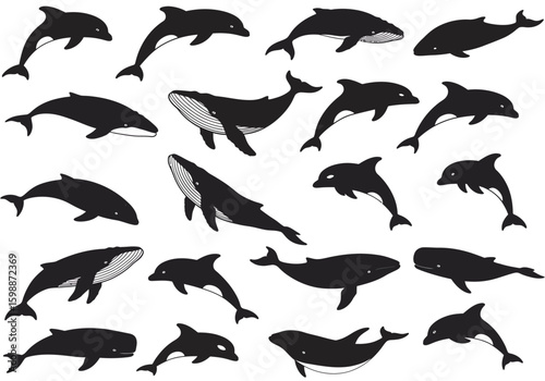 Collection of Whales Dolphins and Porpoises Aquatic Mammals Ocean Life Wildlife Silhouette Art