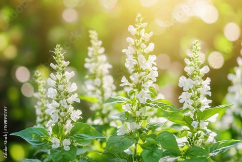 A Tranquil Scene of Flourishing White Flowers Bathed in Warm Sunlight with a Bokeh Background Creating a Serene and Inviting Atmosphere