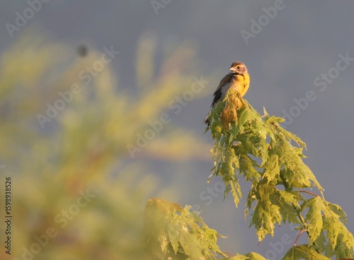 Female Dickcissel Perched on Dewy Maple at Sunrise