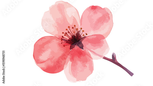 Pearl Blossom Watercolor Floral Isolated on White Background
