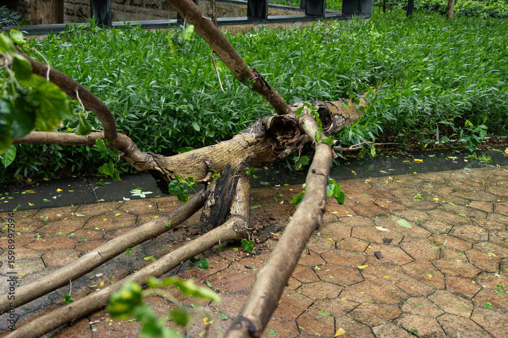 Fototapeta premium broken tree fell down after a strong storm went through at horizontal composition