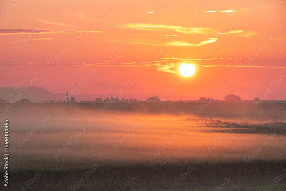 Obraz premium 大暑の朝