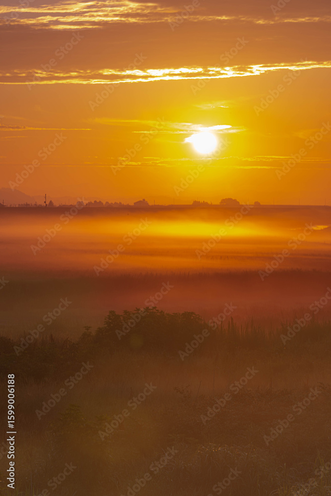 Fototapeta premium 大暑の朝