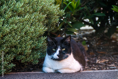 Fotografía Nottinghamshire , UK 17 May 2025 : lack of a visible tail Cat is sitting, which