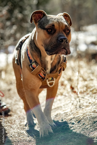 bull dog puppy in the forrest