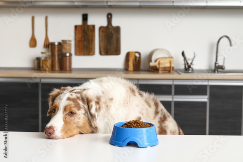 Fluffy Australian Shepherd ...